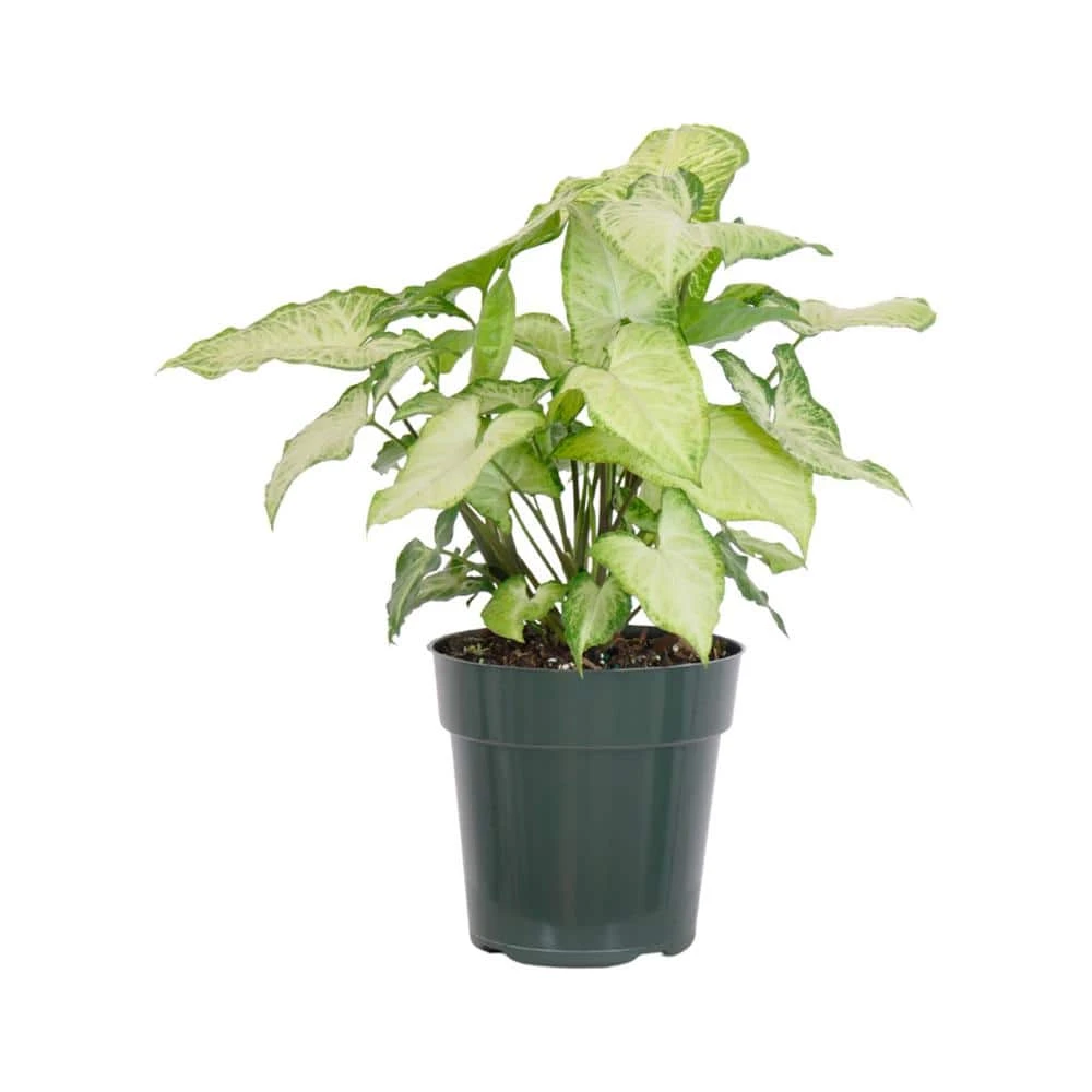 Syngonium White Butterfly In 6 Inch Grower Pot 1 Syngonium White Butterfly In 6 Inch Grower Pot