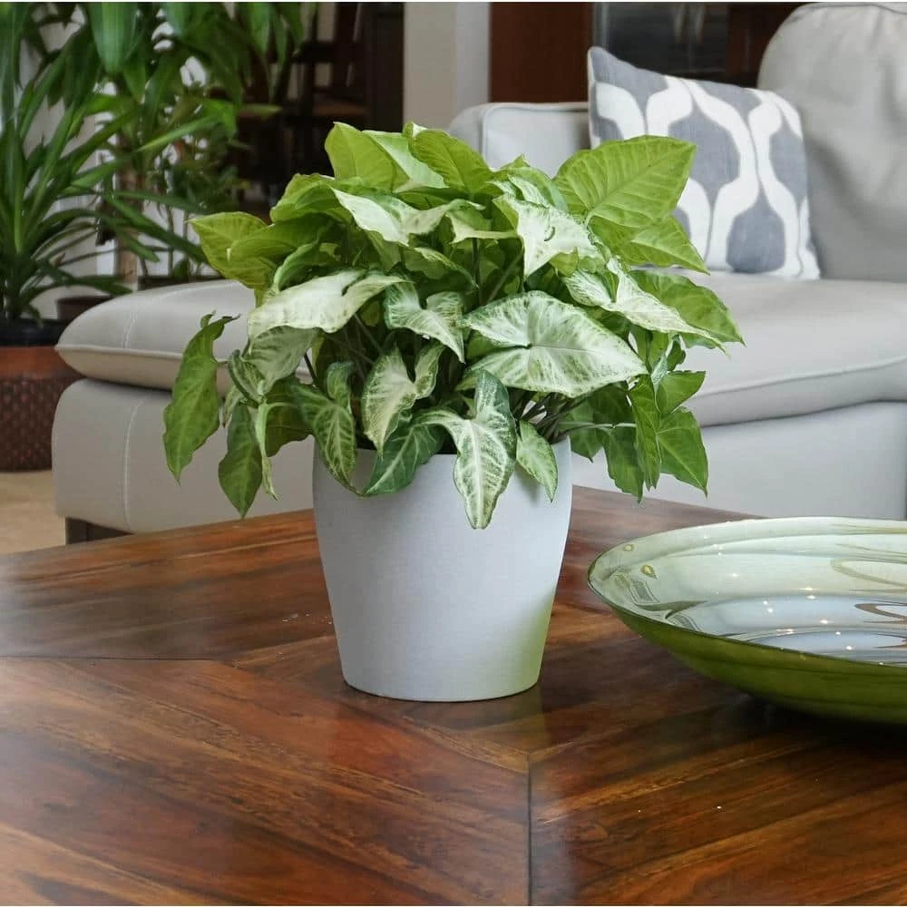 Syngonium White Butterfly In 6 Inch Grower Pot 2 Syngonium White Butterfly In 6 Inch Grower Pot - Image 2