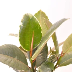 14 In. Tall To 21 In. Tall Ficus Elastica Tineke Live Rubber Plant Indoor Houseplant In 6 In. Grower Pot 5 14 In. Tall To 21 In. Tall Ficus Elastica Tineke Live Rubber Plant Indoor Houseplant In 6 In. Grower Pot -United Nursery united nursery house plants 27063 4f 1000