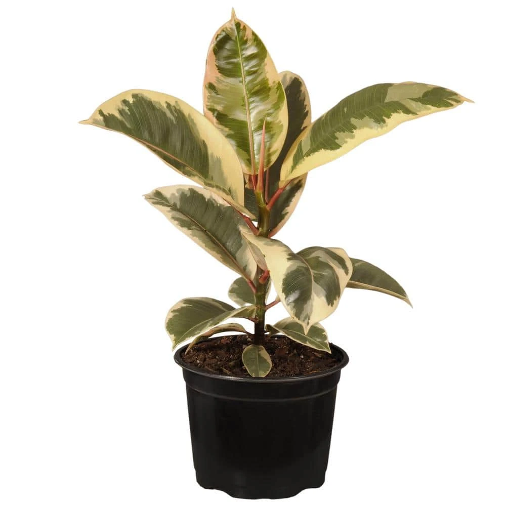 14 In. Tall To 21 In. Tall Ficus Elastica Tineke Live Rubber Plant Indoor Houseplant In 6 In. Grower Pot 1 14 In. Tall To 21 In. Tall Ficus Elastica Tineke Live Rubber Plant Indoor Houseplant In 6 In. Grower Pot