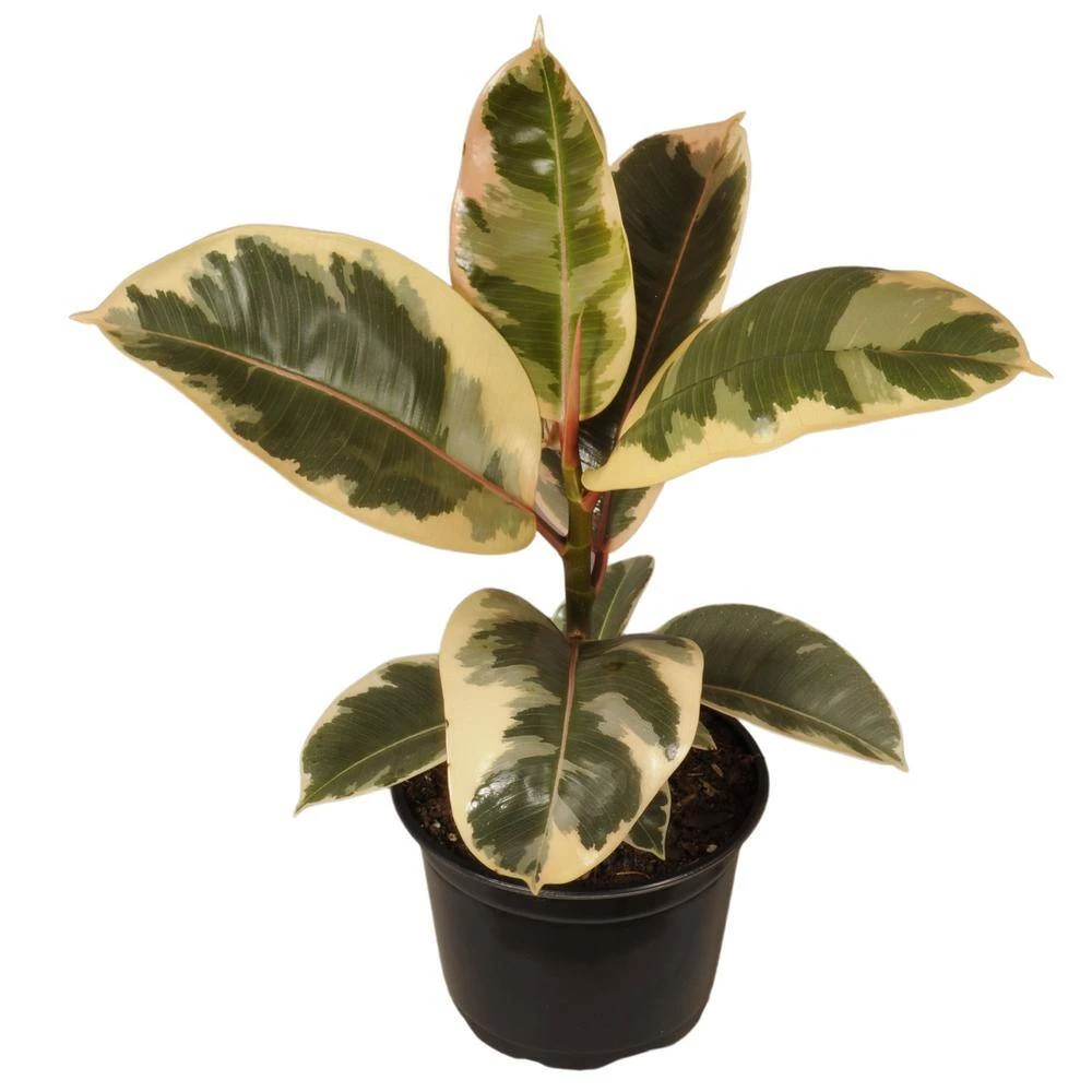 14 In. Tall To 21 In. Tall Ficus Elastica Tineke Live Rubber Plant Indoor Houseplant In 6 In. Grower Pot 2 14 In. Tall To 21 In. Tall Ficus Elastica Tineke Live Rubber Plant Indoor Houseplant In 6 In. Grower Pot - Image 2