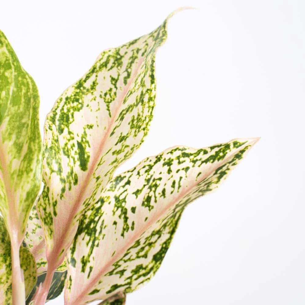 Aglaonema Sparkling Sarah Live Indoor Outdoor Houseplant In 6 Inch Grower Pot 3 Aglaonema Sparkling Sarah Live Indoor Outdoor Houseplant In 6 Inch Grower Pot - Image 3