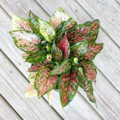 Aglaonema Ruby Ray Live Indoor Houseplant Shipped In 6 Inch Grower Pot -United Nursery united nursery house plants 27420 1f 1000