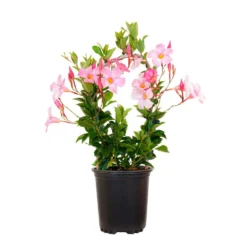Mandevilla Hoop Pink Live Outdoor Vining Plant In 6 Inch Grower Pot