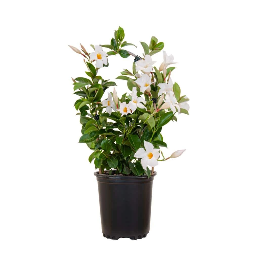 Mandevilla Hoop White Live Outdoor Vining Plant In 6 Inch Grower 1 Mandevilla Hoop White Live Outdoor Vining Plant In 6 Inch Grower