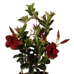 16 In. To 19 In. Tall Mandevilla Hoop Crimson Red Live Outdoor Vining Plant In 6 In. Grower 5 16 In. To 19 In. Tall Mandevilla Hoop Crimson Red Live Outdoor Vining Plant In 6 In. Grower -United Nursery united nursery house plants 29173 4f 1000