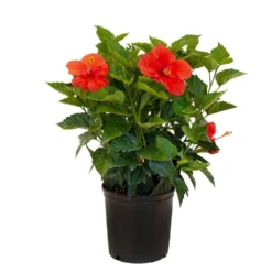 18 In. To 24 In. Tall Hibiscus Bush Red Flowering Plant Outdoor Plant In 9.25 In. Grower Pot