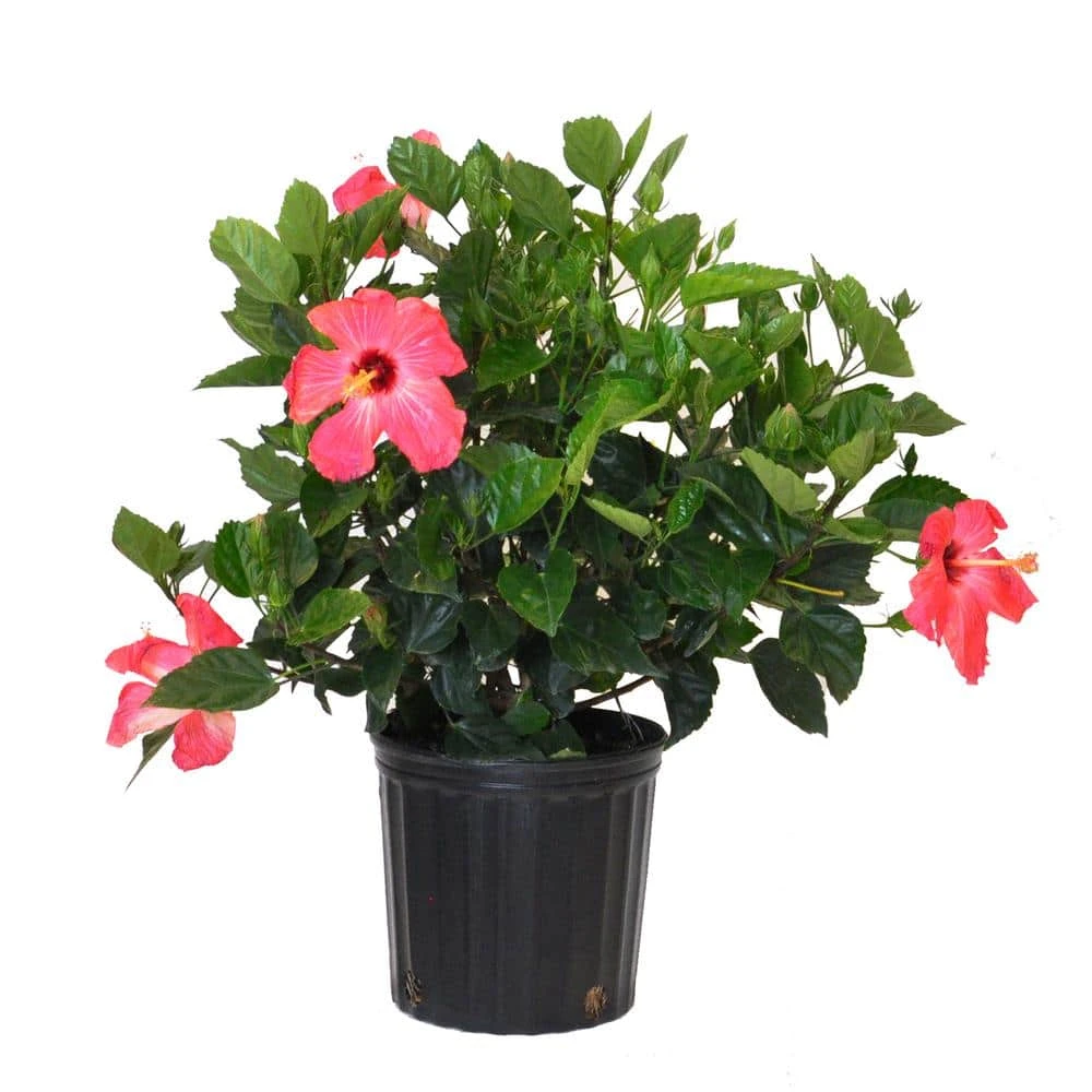 18 In. To 24 In. Tall Hibiscus Bush Yellow Flowering Plant Outdoor Plant In 9.25 In. Grower Pot 1 18 In. To 24 In. Tall Hibiscus Bush Yellow Flowering Plant Outdoor Plant In 9.25 In. Grower Pot