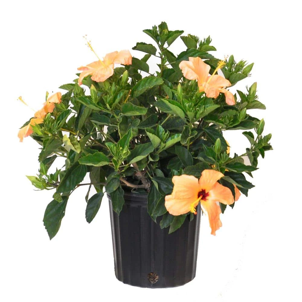 18 In. To 24 In. Tall Hibiscus Bush Salmon Flowering Plant Outdoor Plant In 9.25 In. Grower Pot 1 18 In. To 24 In. Tall Hibiscus Bush Salmon Flowering Plant Outdoor Plant In 9.25 In. Grower Pot