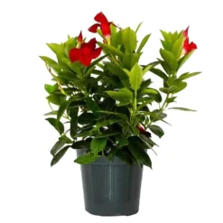 14 In. To 16 In. Tall Dipladenia Bush Red Flowering Plant Outdoor Plant In 6 In. Grower Pot