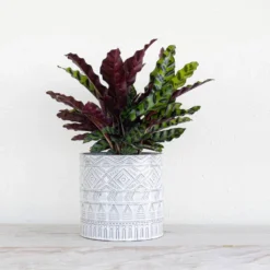 Calathea Rattlesnake Prayer Plant In 6 Inch White Decor Pot 7 Calathea Rattlesnake Prayer Plant In 6 Inch White Decor Pot -United Nursery united nursery house plants 74257 4f 1000