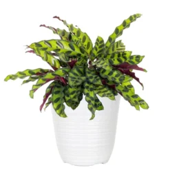 Calathea Rattlesnake Prayer Plant In 6 Inch White Decor Pot