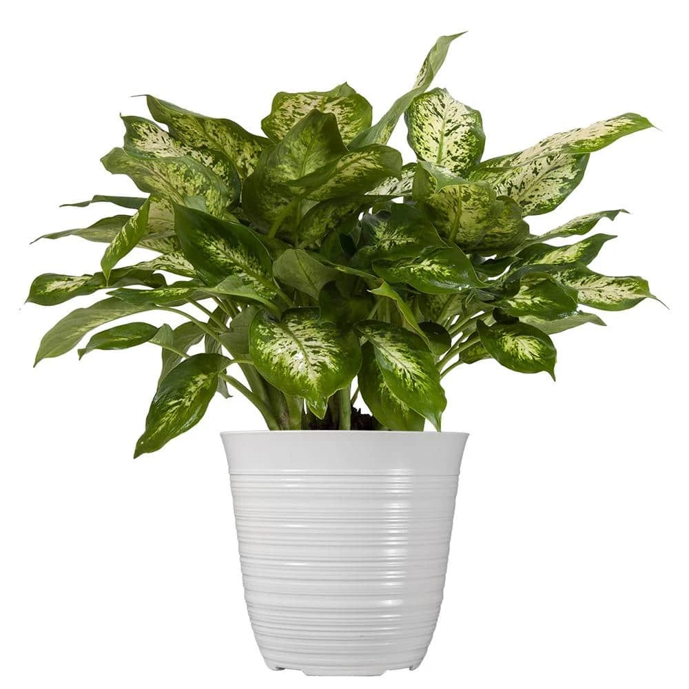 12 In. To 16 In. Tall Dumb Cane Plant Dieffenbachia In 6 In. White Decor Pot 1 12 In. To 16 In. Tall Dumb Cane Plant Dieffenbachia In 6 In. White Decor Pot