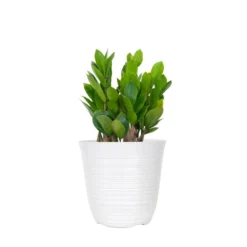 ZZ Plant Zamioculcas Zamiifolia Zanzibar Gem Plant Easy Care Low Light Live Plant In 6 Inch White Decor Pot