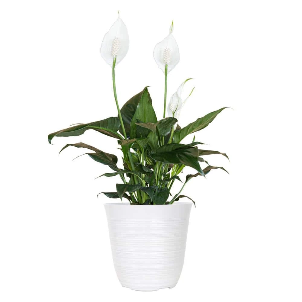 14 In. To 16 In. Tall Peace Lily Plant Spathiphyllum In 6 In. White Decor Pot 1 14 In. To 16 In. Tall Peace Lily Plant Spathiphyllum In 6 In. White Decor Pot