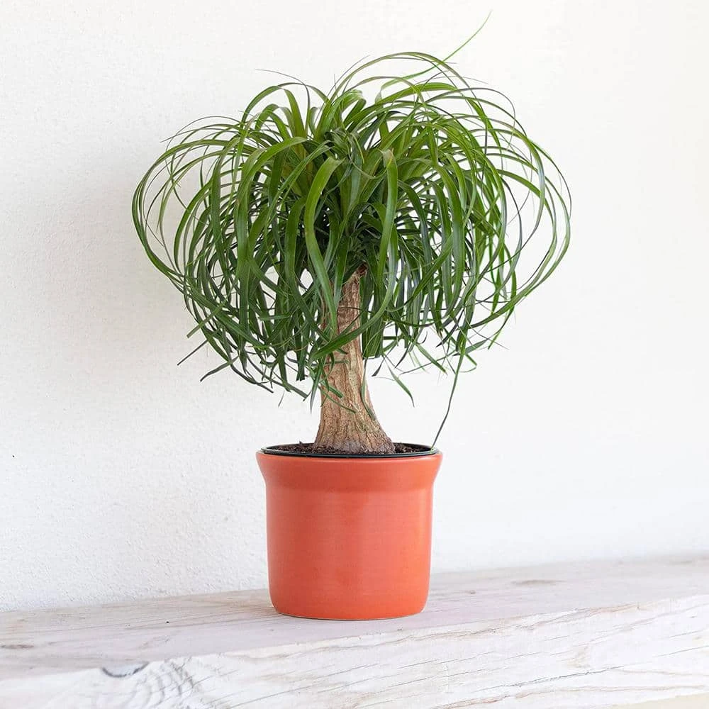 Ponytail Palm Beaucarnea Recurvata Live Easy Care Plant In 6 Inch White Decor Pot 4 Ponytail Palm Beaucarnea Recurvata Live Easy Care Plant In 6 Inch White Decor Pot - Image 4