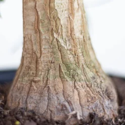 Ponytail Palm Beaucarnea Recurvata Live Easy Care Plant In 6 Inch White Decor Pot 6 Ponytail Palm Beaucarnea Recurvata Live Easy Care Plant In 6 Inch White Decor Pot -United Nursery united nursery house plants 74424 4f 1000
