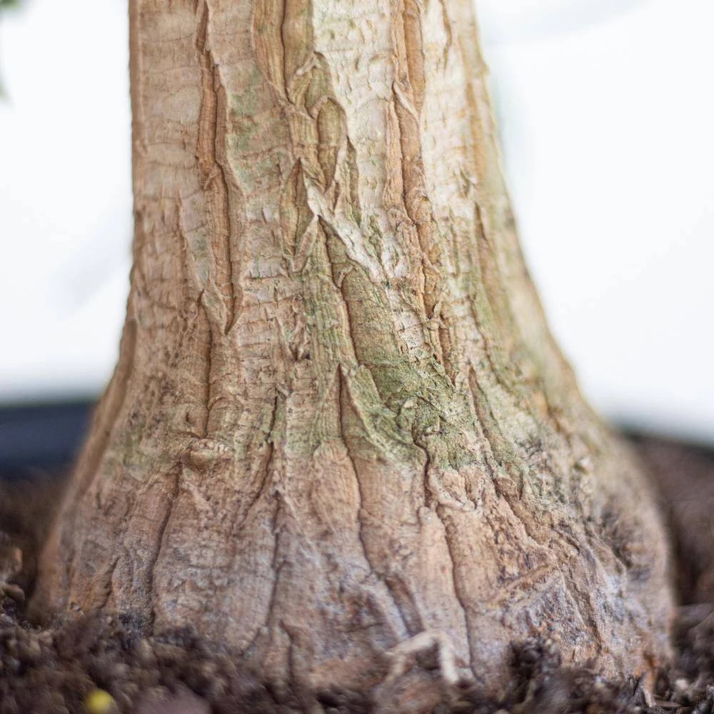 Ponytail Palm Beaucarnea Recurvata Live Easy Care Plant In 6 Inch White Decor Pot 3 Ponytail Palm Beaucarnea Recurvata Live Easy Care Plant In 6 Inch White Decor Pot - Image 3