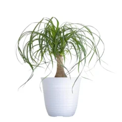 Ponytail Palm Beaucarnea Recurvata Live Easy Care Plant In 6 Inch White Decor Pot