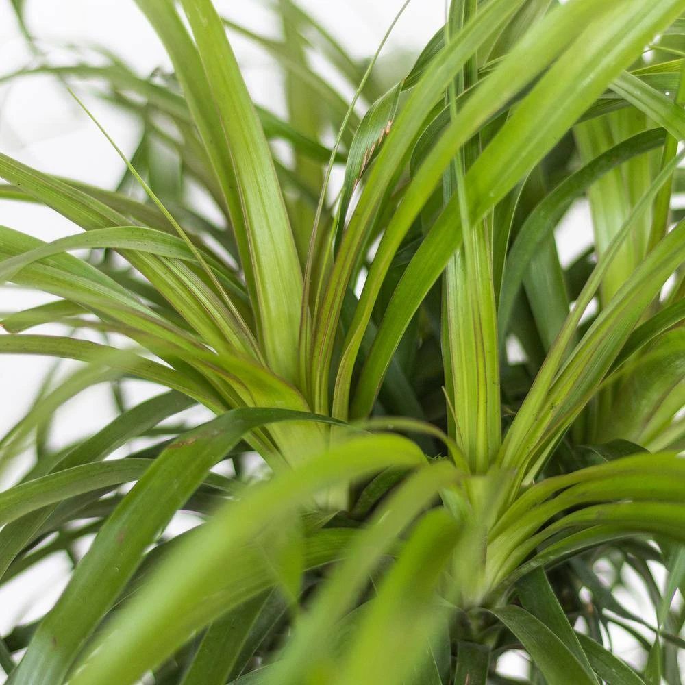 Ponytail Palm Beaucarnea Recurvata Live Easy Care Plant In 6 Inch White Decor Pot 2 Ponytail Palm Beaucarnea Recurvata Live Easy Care Plant In 6 Inch White Decor Pot - Image 2