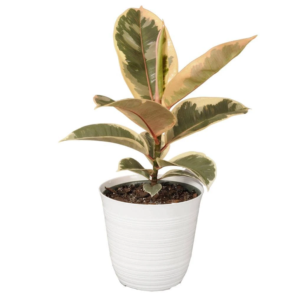 12 In. To 18 In. Tall Rubber Plant Ficus Tineke Plant 6 In. White Decor Pot 1 12 In. To 18 In. Tall Rubber Plant Ficus Tineke Plant 6 In. White Decor Pot