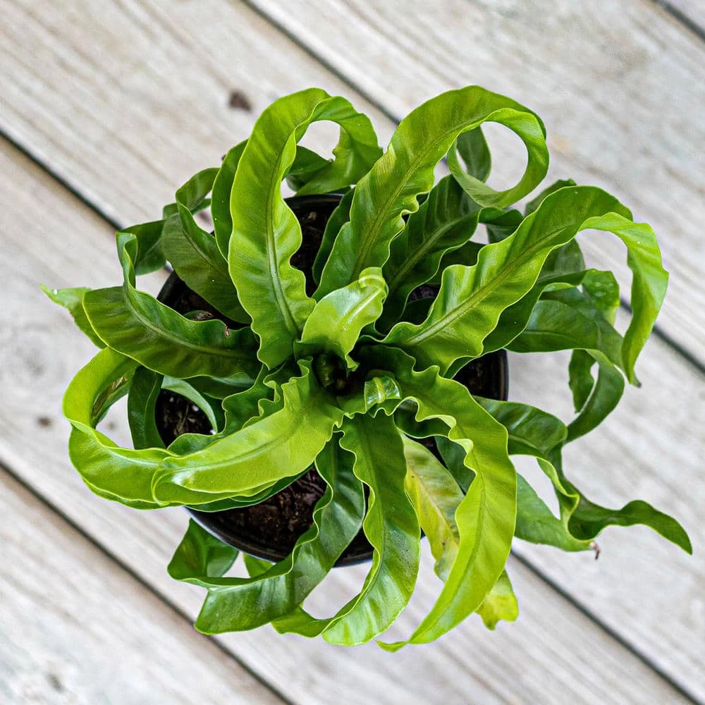 Hurricane Fern Plant In 6 Inch White Decor Pot 4 Hurricane Fern Plant In 6 Inch White Decor Pot - Image 4