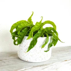 Hurricane Fern Plant In 6 Inch White Decor Pot 6 Hurricane Fern Plant In 6 Inch White Decor Pot -United Nursery united nursery house plants 74486 4f 1000