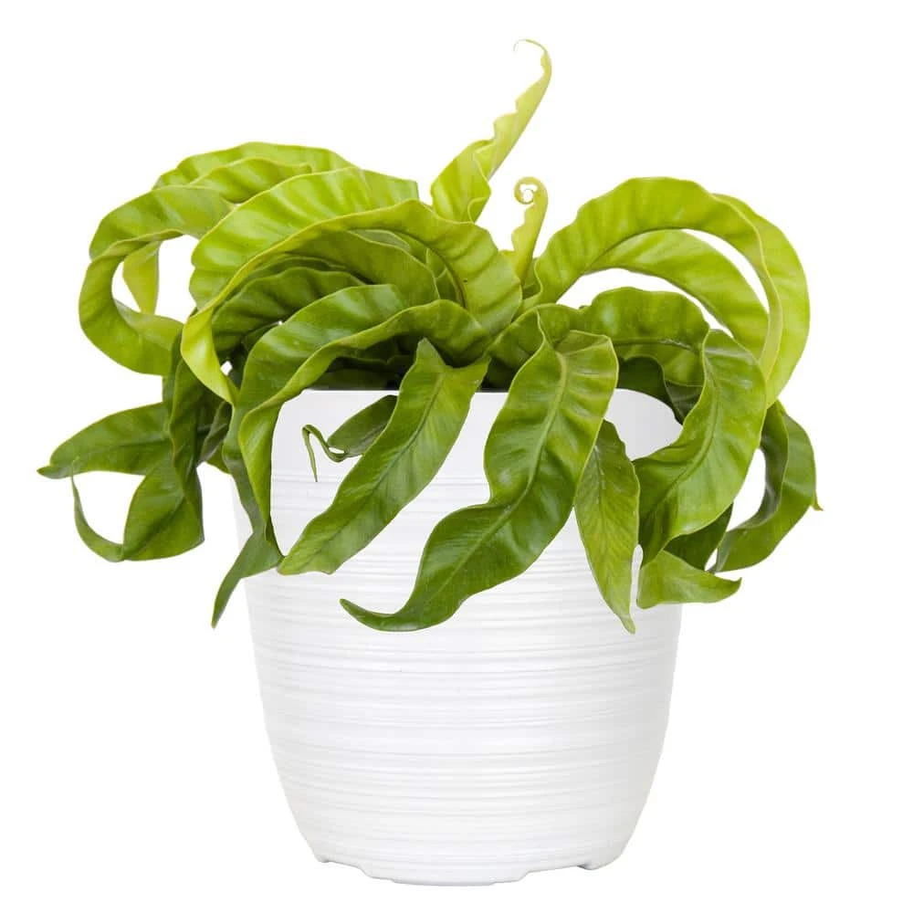 Hurricane Fern Plant In 6 Inch White Decor Pot 1 Hurricane Fern Plant In 6 Inch White Decor Pot