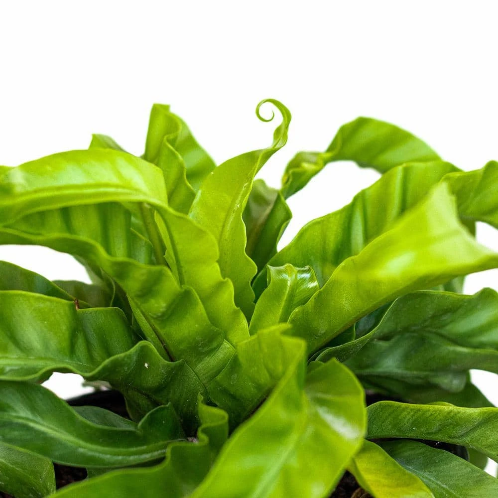 Hurricane Fern Plant In 6 Inch White Decor Pot 2 Hurricane Fern Plant In 6 Inch White Decor Pot - Image 2