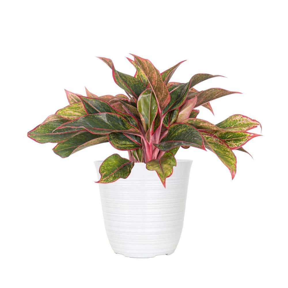 Aglaonema Siam Aurora Chinese Evergreen Plant In 6 Inch White Decor Pot 1 Aglaonema Siam Aurora Chinese Evergreen Plant In 6 Inch White Decor Pot