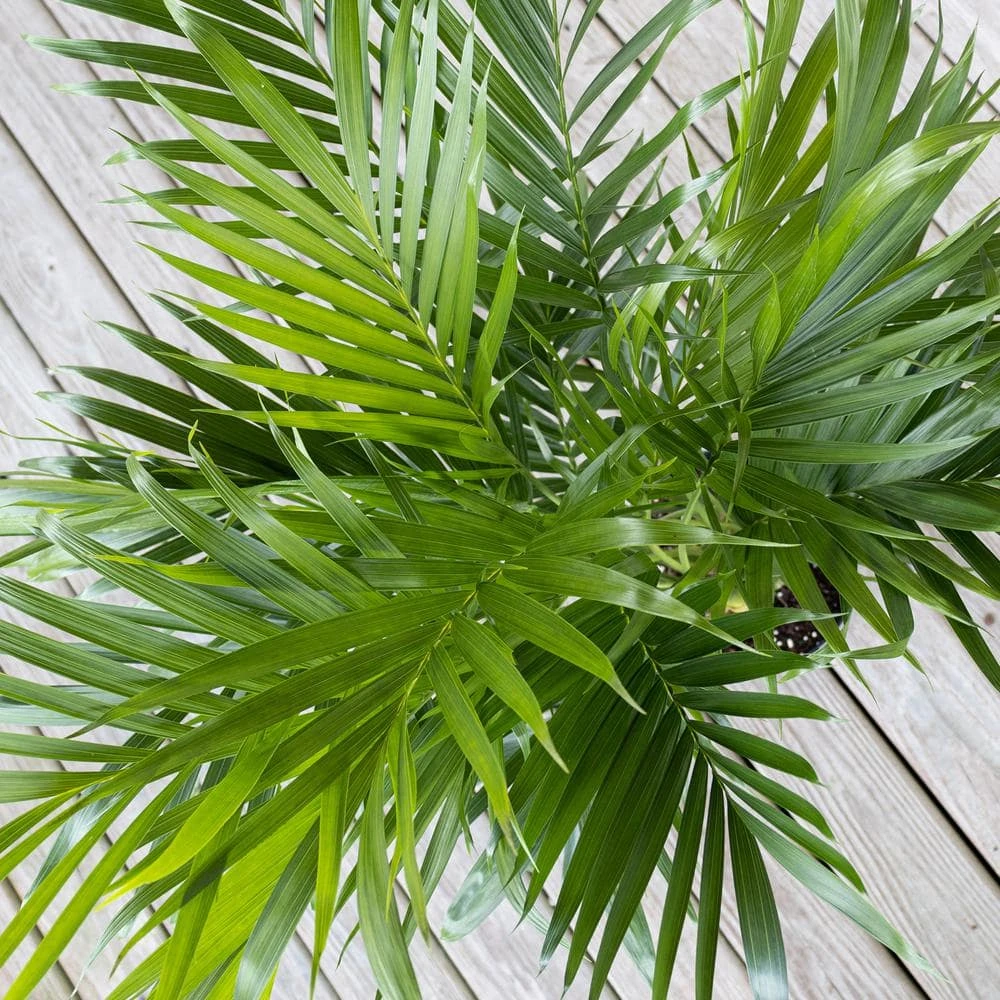 Cat Palm Chamaedorea Cataractarum Live Plant In 10 Inch White Decor Pot 3 Cat Palm Chamaedorea Cataractarum Live Plant In 10 Inch White Decor Pot - Image 3