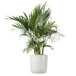 Cat Palm Chamaedorea Cataractarum Live Plant In 10 Inch White Decor Pot