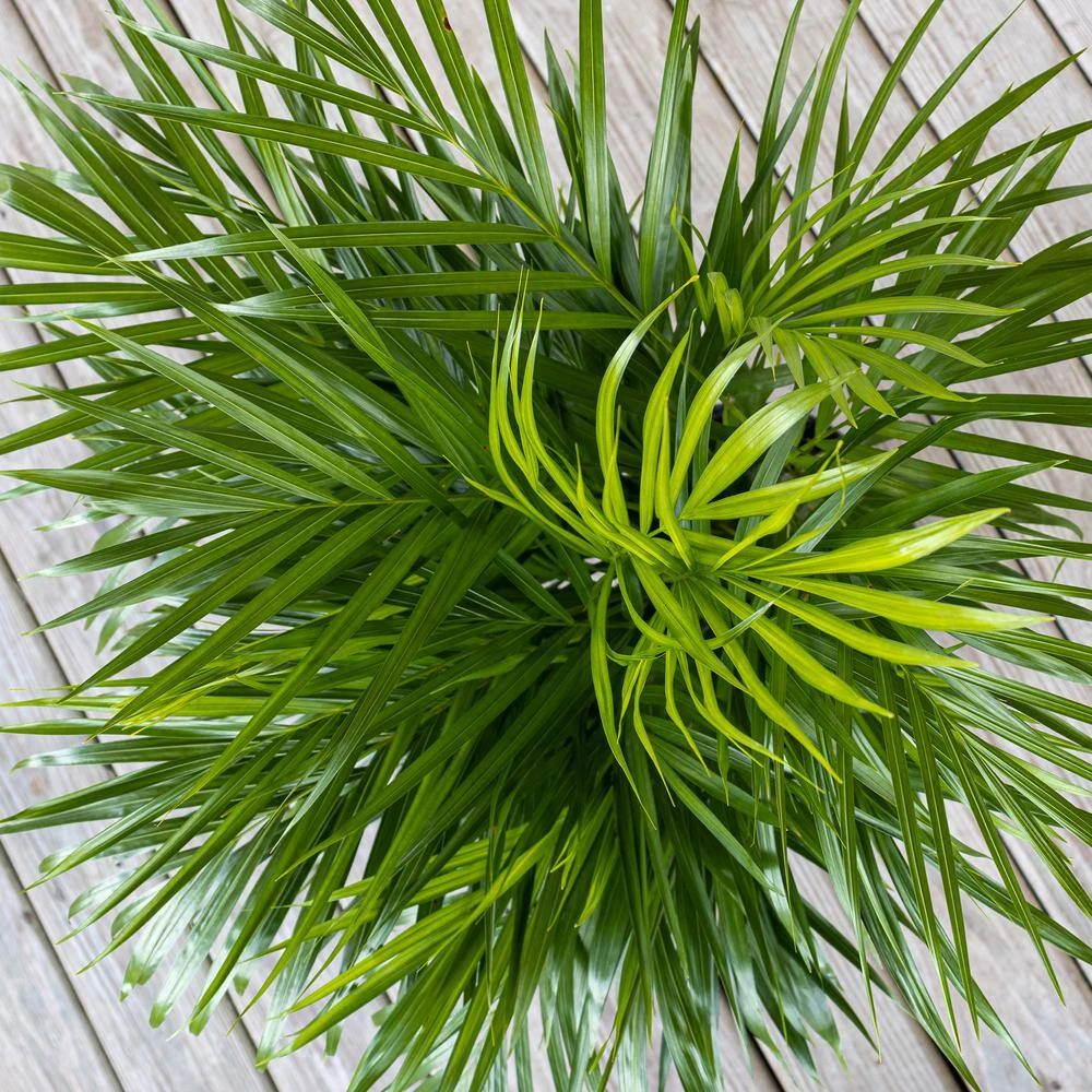Areca Palm Dypsis Lutescens Live Indoor Outdoor Houseplant In 10 In. White Decor Pot 3 Areca Palm Dypsis Lutescens Live Indoor Outdoor Houseplant In 10 In. White Decor Pot - Image 3
