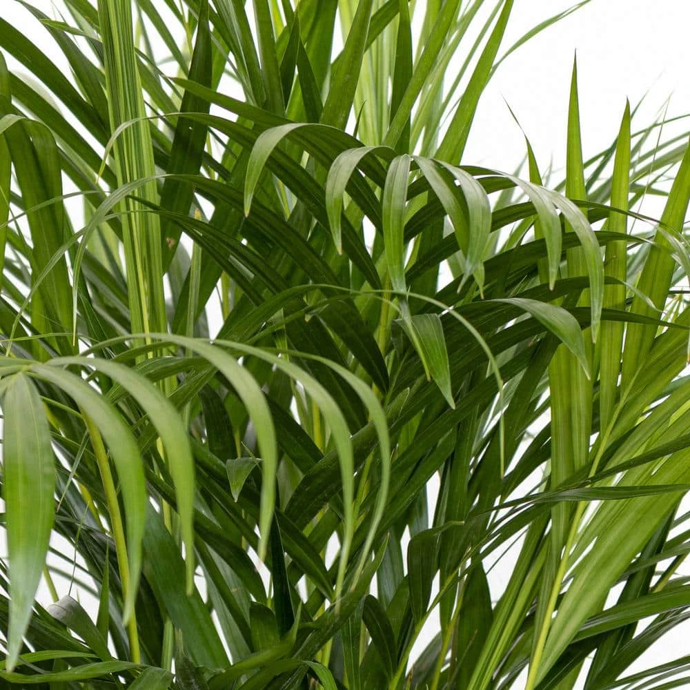 Areca Palm Dypsis Lutescens Live Indoor Outdoor Houseplant In 10 In. White Decor Pot 2 Areca Palm Dypsis Lutescens Live Indoor Outdoor Houseplant In 10 In. White Decor Pot - Image 2