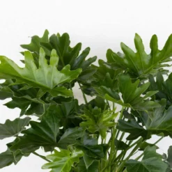 Philodendron Selloum Shangri La Live Plant In 10 Inch White Decor Pot 8 Philodendron Selloum Shangri La Live Plant In 10 Inch White Decor Pot -United Nursery united nursery house plants 74561 1f 1000