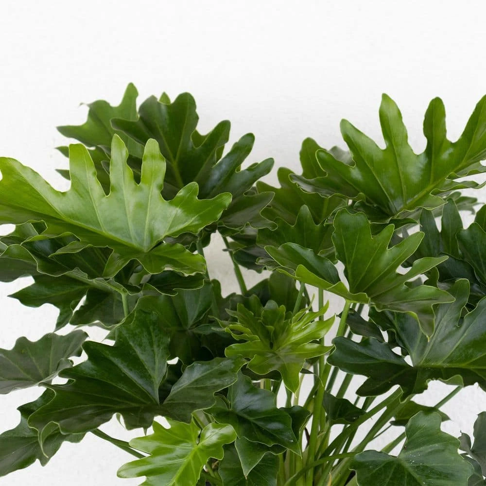 Philodendron Selloum Shangri La Live Plant In 10 Inch White Decor Pot 4 Philodendron Selloum Shangri La Live Plant In 10 Inch White Decor Pot - Image 4