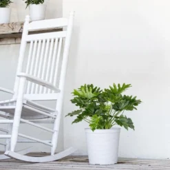 Philodendron Selloum Shangri La Live Plant In 10 Inch White Decor Pot 9 Philodendron Selloum Shangri La Live Plant In 10 Inch White Decor Pot -United Nursery united nursery house plants 74561 31 1000