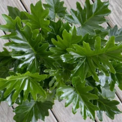 Philodendron Selloum Shangri La Live Plant In 10 Inch White Decor Pot 7 Philodendron Selloum Shangri La Live Plant In 10 Inch White Decor Pot -United Nursery united nursery house plants 74561 4f 1000