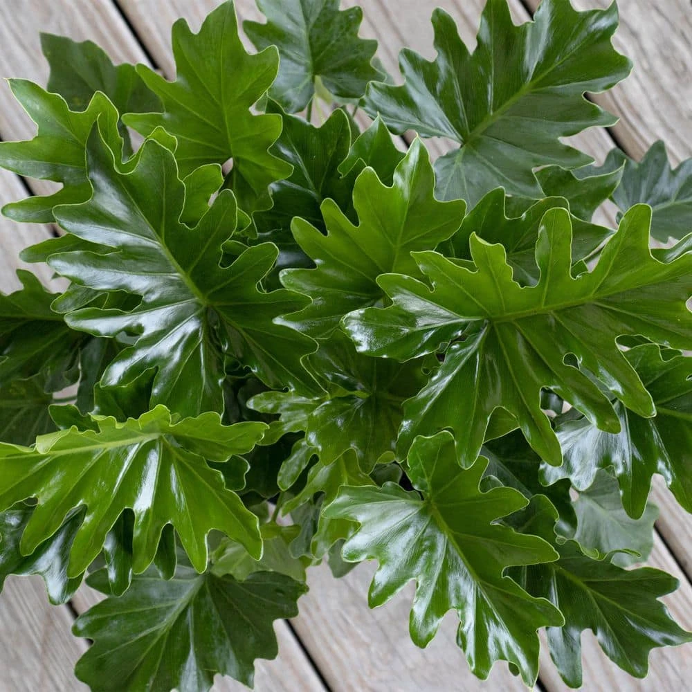 Philodendron Selloum Shangri La Live Plant In 10 Inch White Decor Pot 3 Philodendron Selloum Shangri La Live Plant In 10 Inch White Decor Pot - Image 3