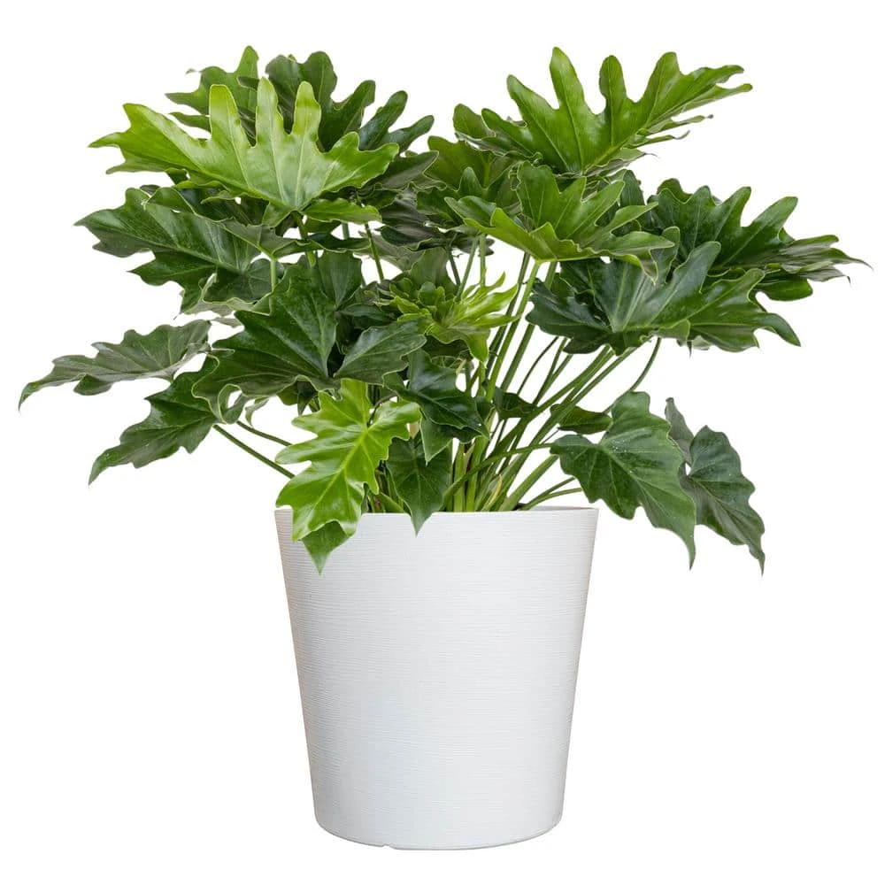 Philodendron Selloum Shangri La Live Plant In 10 Inch White Decor Pot 1 Philodendron Selloum Shangri La Live Plant In 10 Inch White Decor Pot