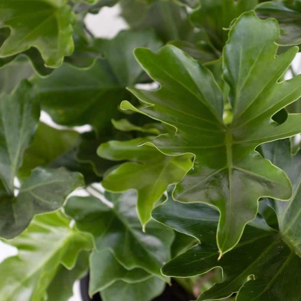 Philodendron Selloum Shangri La Live Plant In 10 Inch White Decor Pot 2 Philodendron Selloum Shangri La Live Plant In 10 Inch White Decor Pot - Image 2