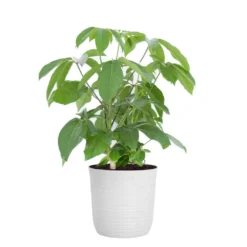 Umbrella Plant Schefflera Amate Plant In 10 Inch White Decor Pot