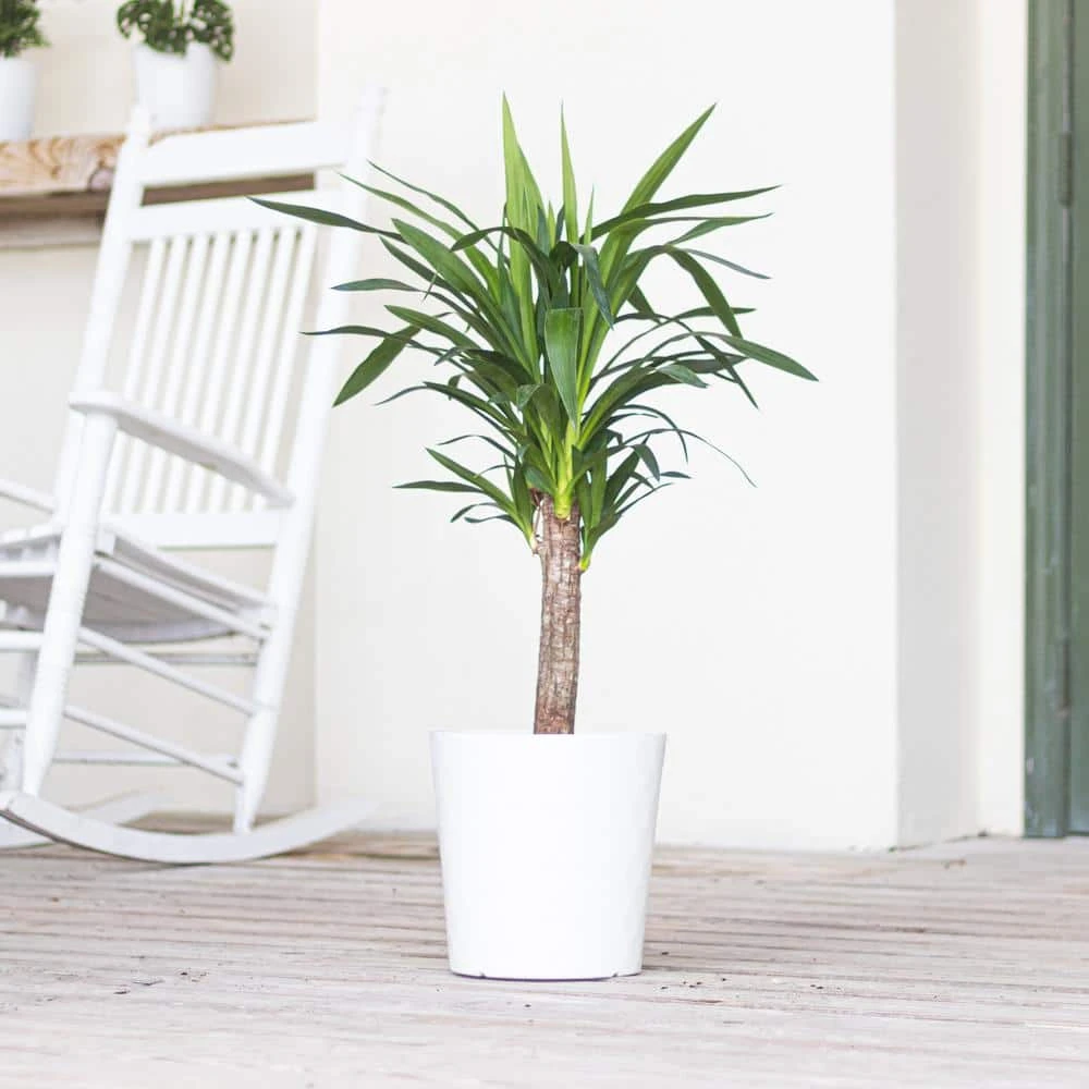 Yucca Cane Plant In 10 Inch White Decor Pot 4 Yucca Cane Plant In 10 Inch White Decor Pot - Image 4