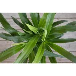 Yucca Cane Plant In 10 Inch White Decor Pot 6 Yucca Cane Plant In 10 Inch White Decor Pot -United Nursery united nursery house plants 74585 4f 1000