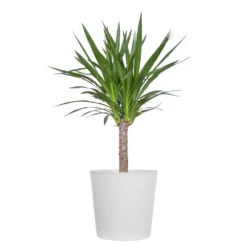 Yucca Cane Plant In 10 Inch White Decor Pot