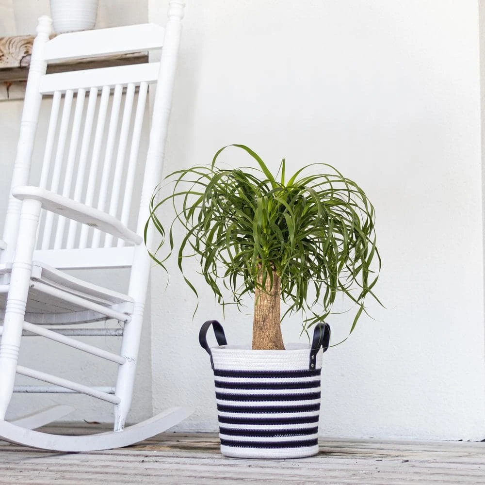 Ponytail Palm Beaucarnea Recurvata Indoor Outdoor Live Plant In 10 Inch White Decor Pot 2 Ponytail Palm Beaucarnea Recurvata Indoor Outdoor Live Plant In 10 Inch White Decor Pot - Image 2