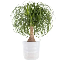 Ponytail Palm Beaucarnea Recurvata Indoor Outdoor Live Plant In 10 Inch White Decor Pot