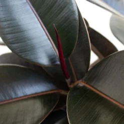 Ficus Burgundy Rubber Plant Ficus Elastica Live Plant In 10 Inch White Decor Pot -United Nursery united nursery house plants 74646 1f 1000