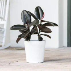 Ficus Burgundy Rubber Plant Ficus Elastica Live Plant In 10 Inch White Decor Pot -United Nursery united nursery house plants 74646 4f 1000
