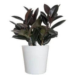 Ficus Burgundy Rubber Plant Ficus Elastica Live Plant In 10 Inch White Decor Pot